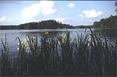 Wasserlilien am Vittsee